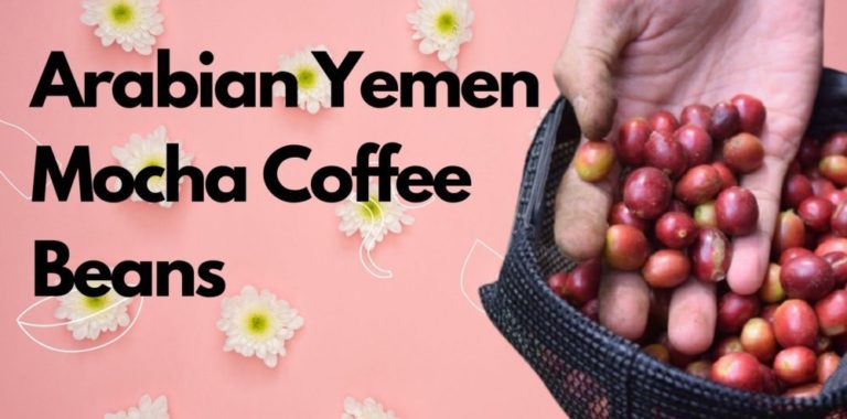 Arabian Yemen Mocha Coffee Beans: The Ultimate Legacy of 1000 Years