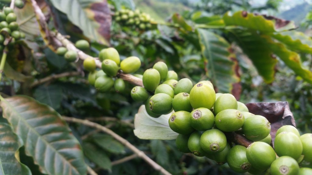 Colombian coffee - Most widespread type of coffee